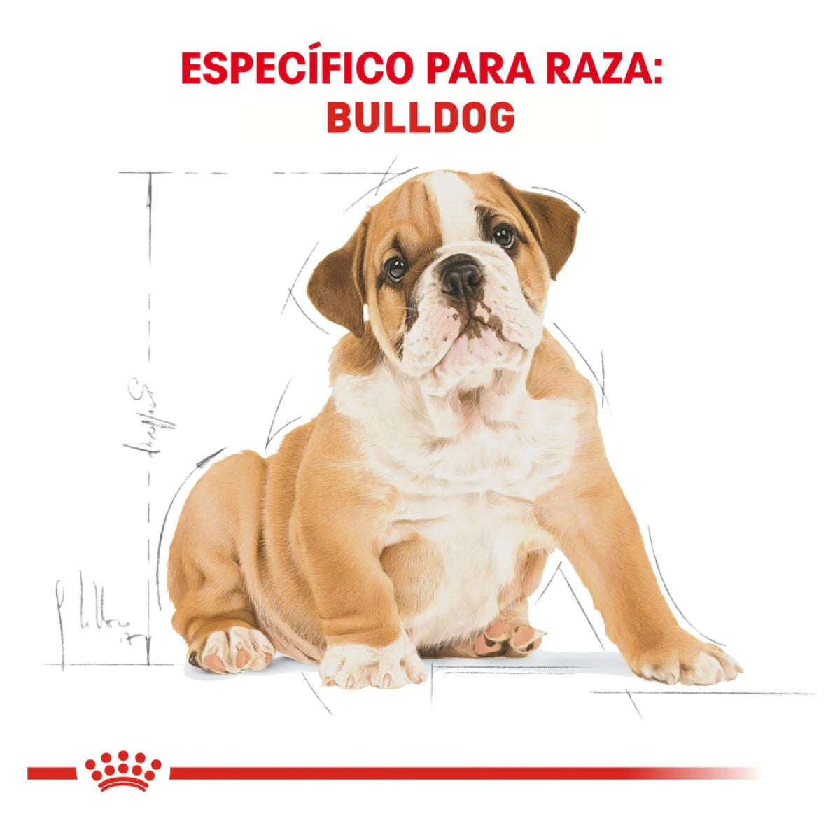 Royal Canin Bulldog Puppy - Alimento para Cachorro 8kg